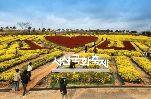 2023-서산국화축제