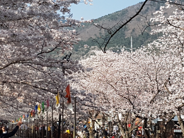 진해군항제 