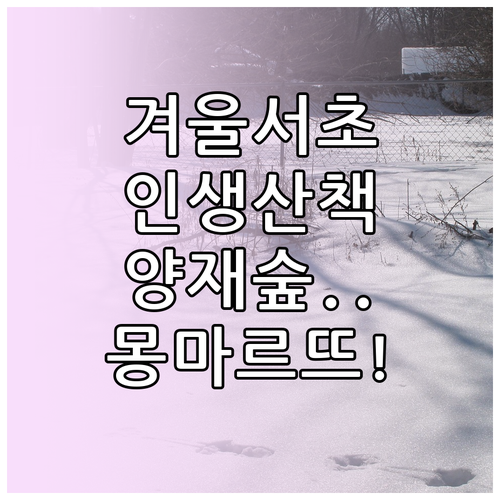 서초구 겨울 산책로 추천 양재 시민의..