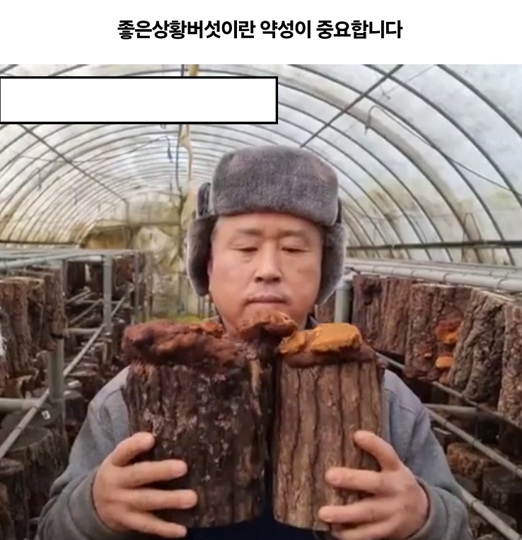 3년산-상황버섯-고범수-청정골농장