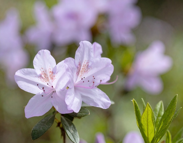 황매산철쭉축제