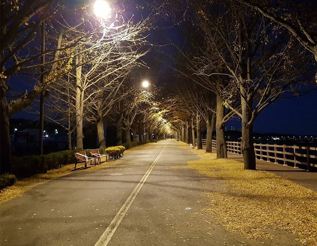 아산 은행나무길#2