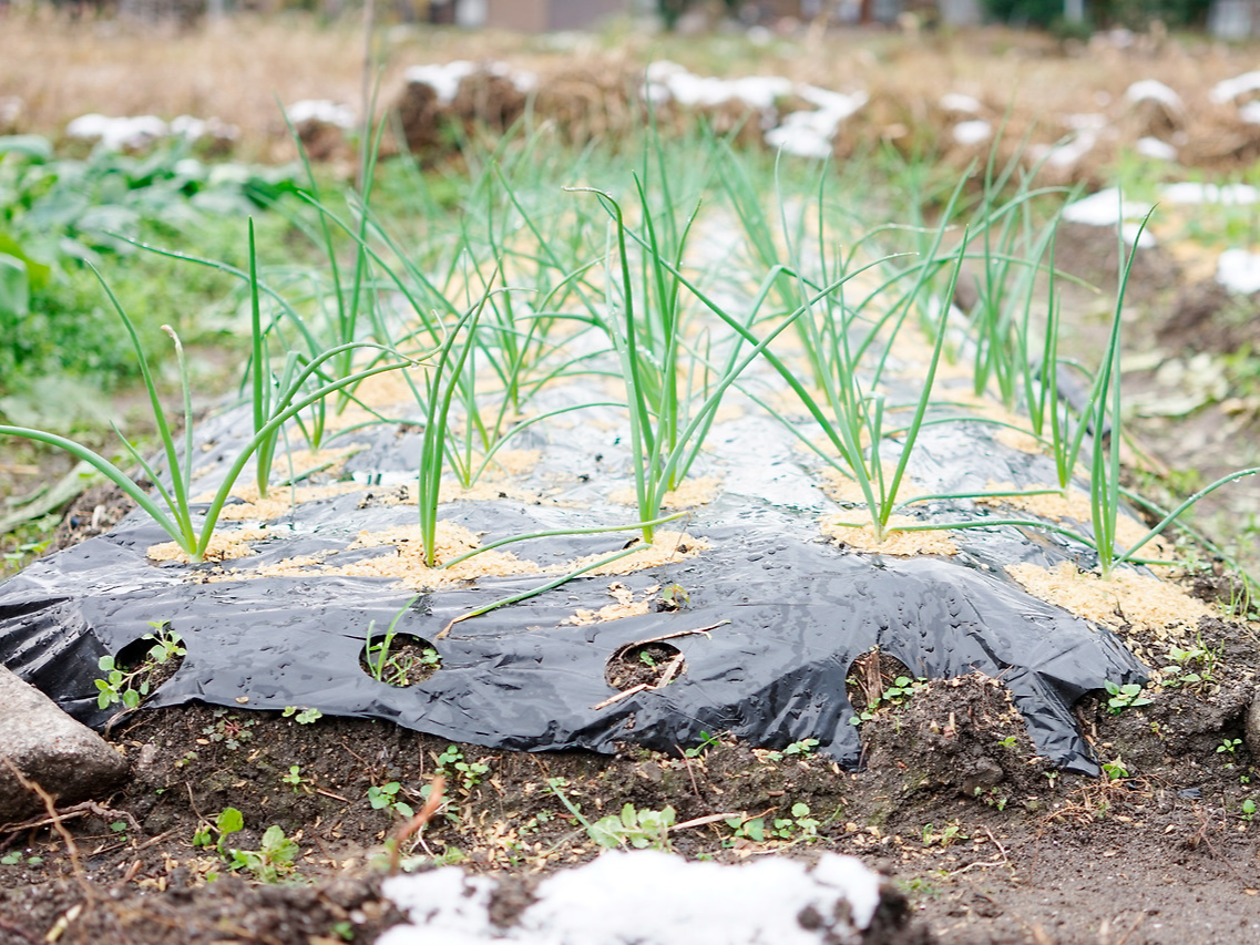 쪽파 심는 시기