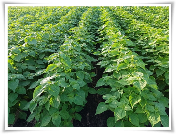 &quot;10월, 들깨 수확해야 해요!&quot; 건강과 맛을 한 번에 얻는 들깨 수확법!