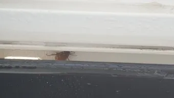 베란다 벌레 완벽 차단 방법과 여름철 실내 해충 예방 꿀팁_12