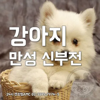 강아지 신부전에 좋은 음식 추천_15