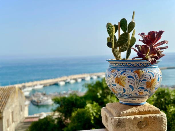 다육이 햇빛 조건, 베란다에서 잘 키우는 비결