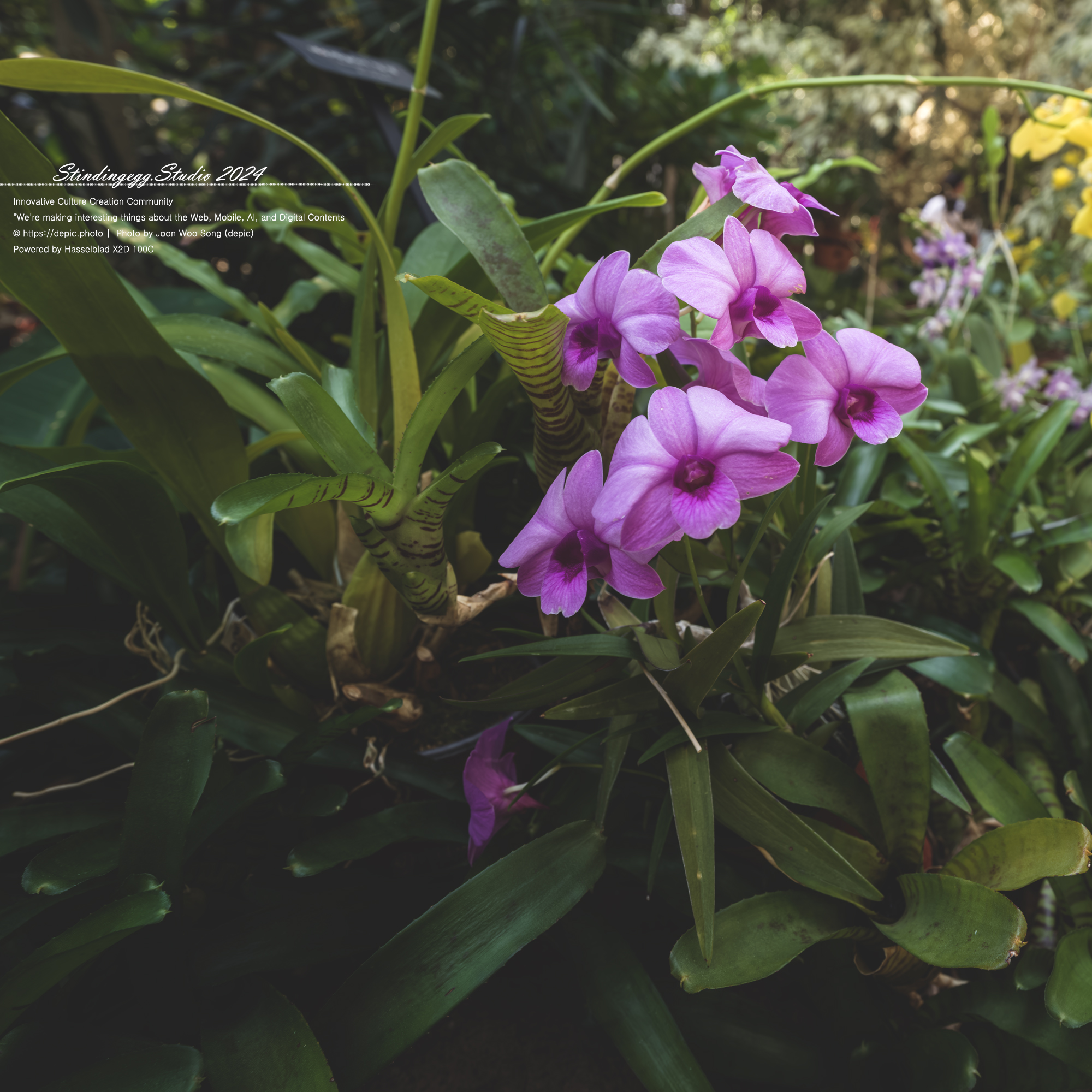 #서울 #식물원 #서울식물원 #꽃