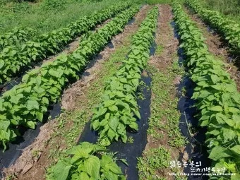 들깨 재배 직파 재배 병충해 관리 질소 과다 주의_11