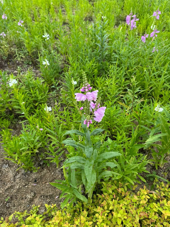 2026 벚꽃 개화시기 언제? 전국 명소 완벽 정리