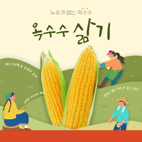 옥수수 삶기 뉴슈가 없는 옥수수
