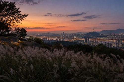 서울 억새축제 해질 무렵 도심을 바라보는 언덕 풍경