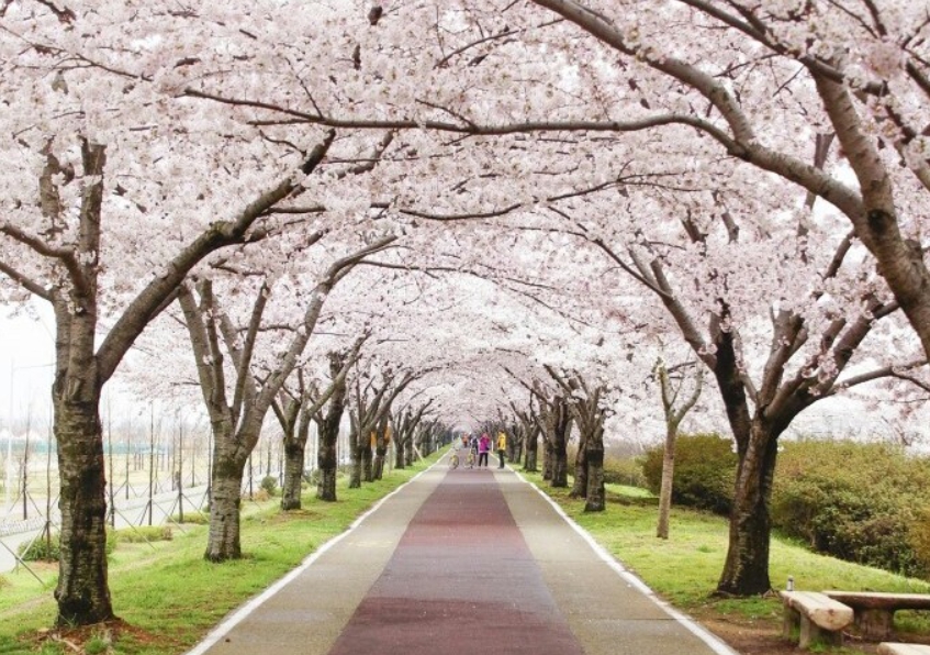 맥도생태공원 벚꽃길