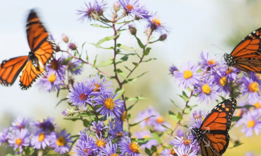 봄꽃 시즌 함평나비축제 추천코스 (가족나들이, 포토존, 행사장)