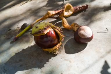 군밤장사에 대하여 알아보기