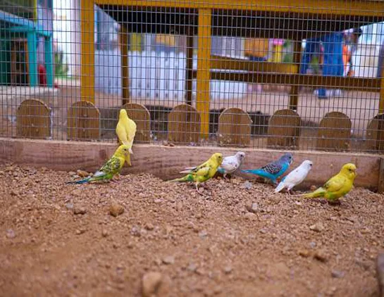 배다골 테마파크동물원