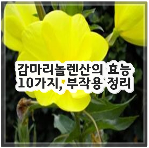 감마리놀렌산의 효능 10가지, 부작용 정리