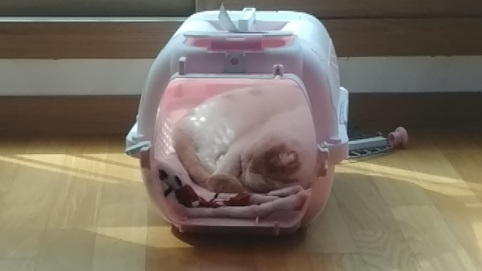 고양이