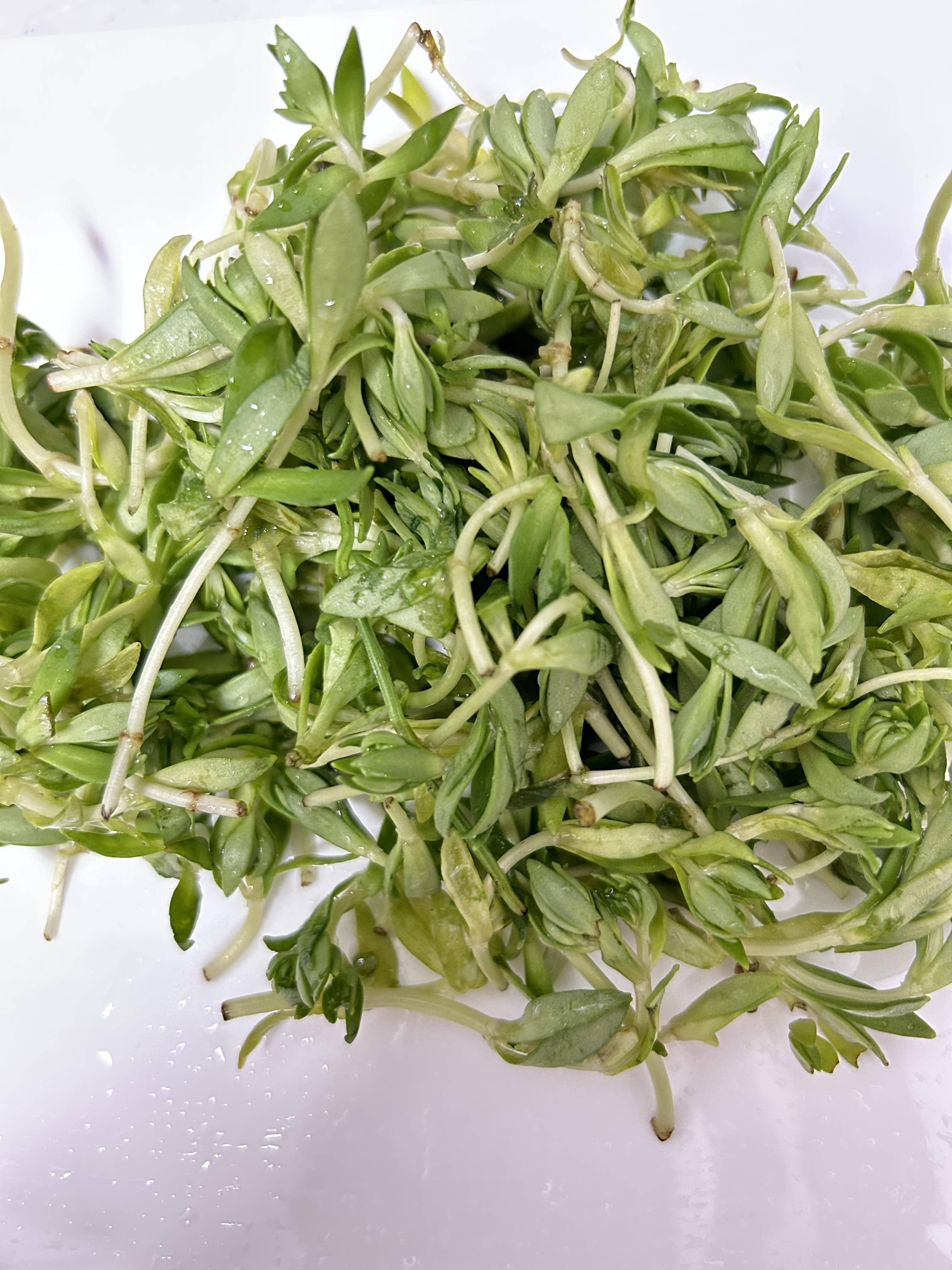 돌나물효능,돌나물먹는법,돌나물요리,돌나물레시피,돌나물보관하는법,돌나물부작용,돌나물영양소,돌나물제철,돌나물무침,돌나물전,돌나물국,돌나물비빔밥