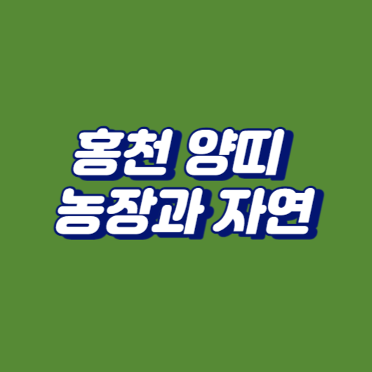 홍천 양띠 농장과 자연