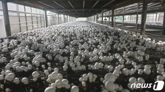 양송이버섯 재배 배지 준비 온도 습도 수확 정리_6