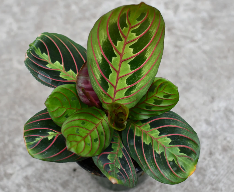 마란타 레드스트라이프