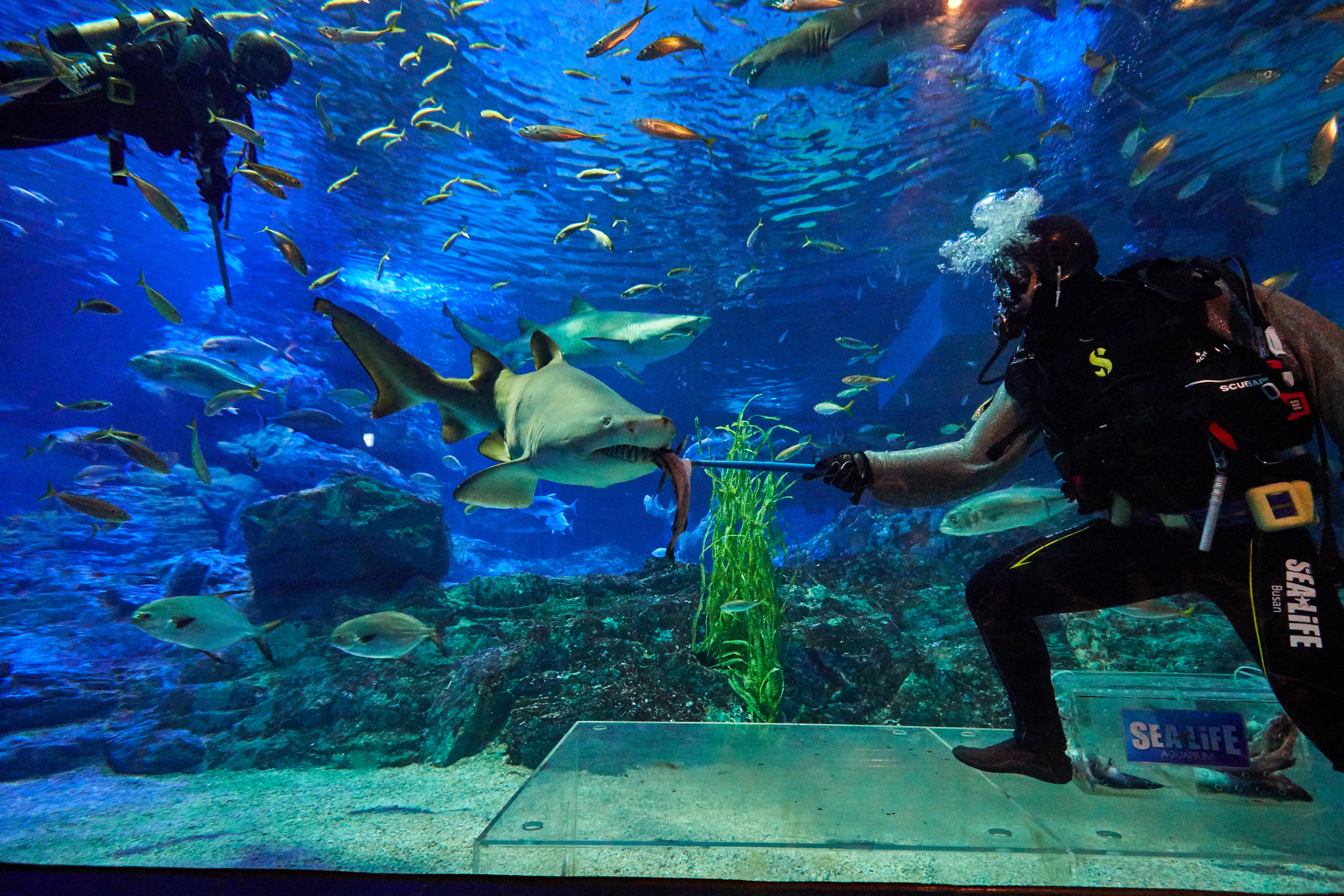 부산 아쿠아리움