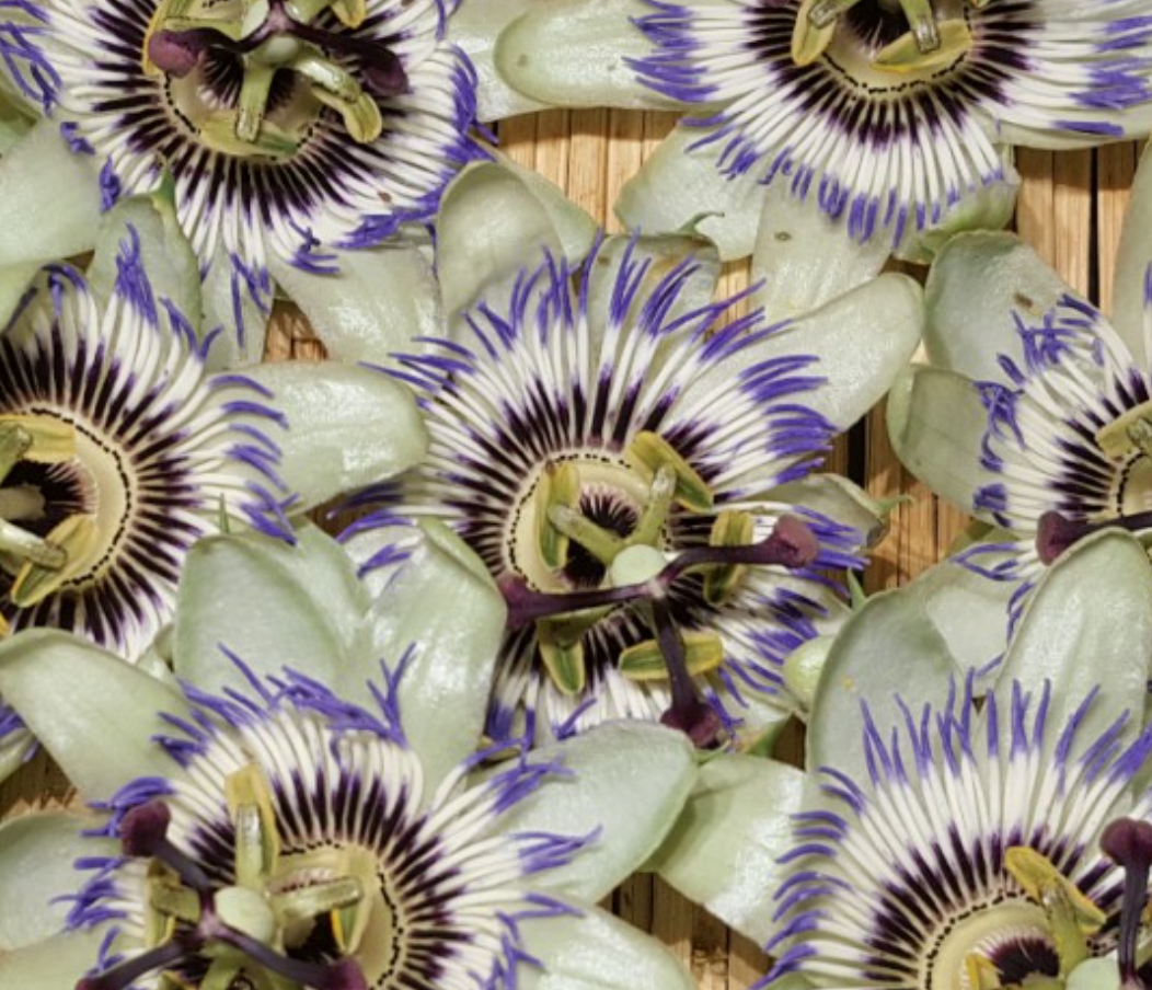 시계초-잎-사진