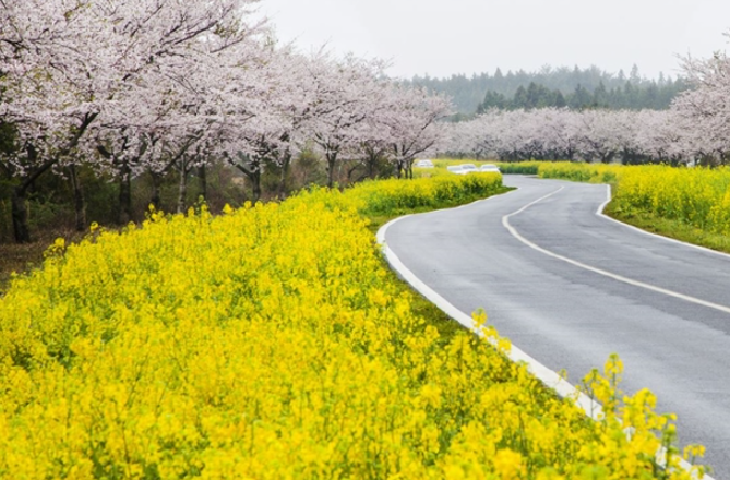 전국 봄꽃축제: 제주 유채꽃길