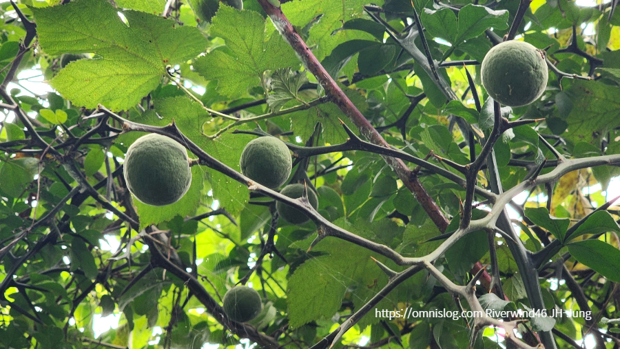 풋탱자, 소지실(小枳實) 지실(枳實) , 지각(枳殼)