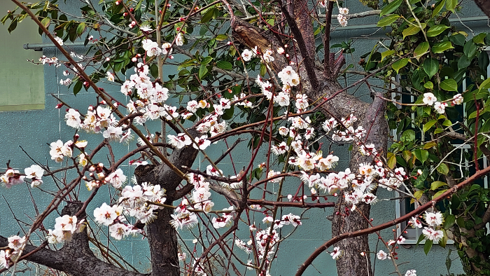 담넘어 핀 매화