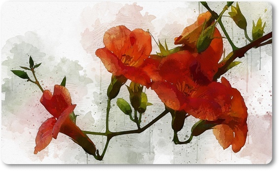 아름다운 꽃의 매력 능소화 꽃말/특성/재배법/활용법/관광 명소