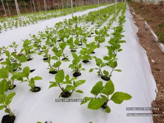 더덕 재배 그늘 재배 토심 확보 줄기 관리_30