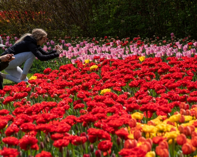 오타와 튤립축제