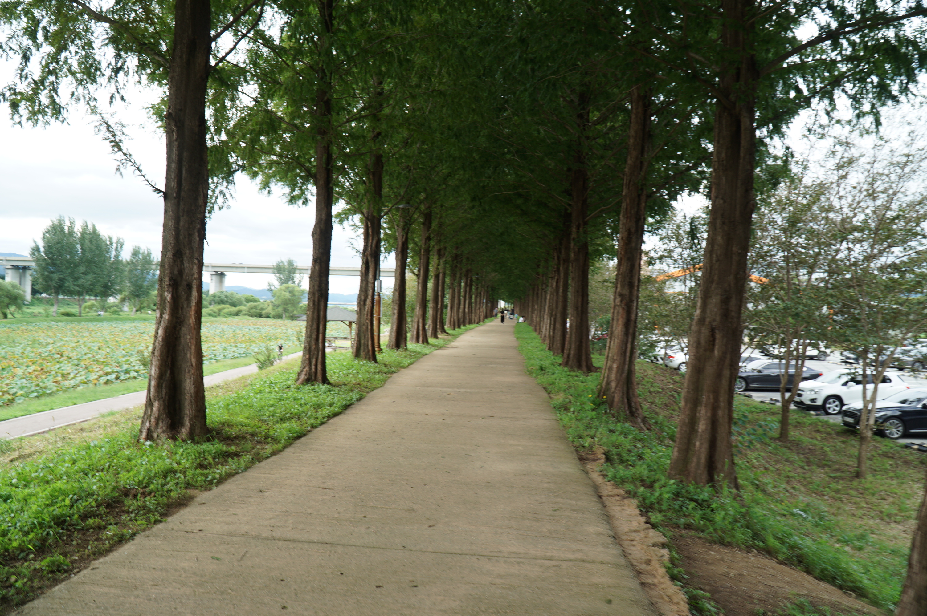 공주 메타세콰이어길 힐링 산책로 풍경