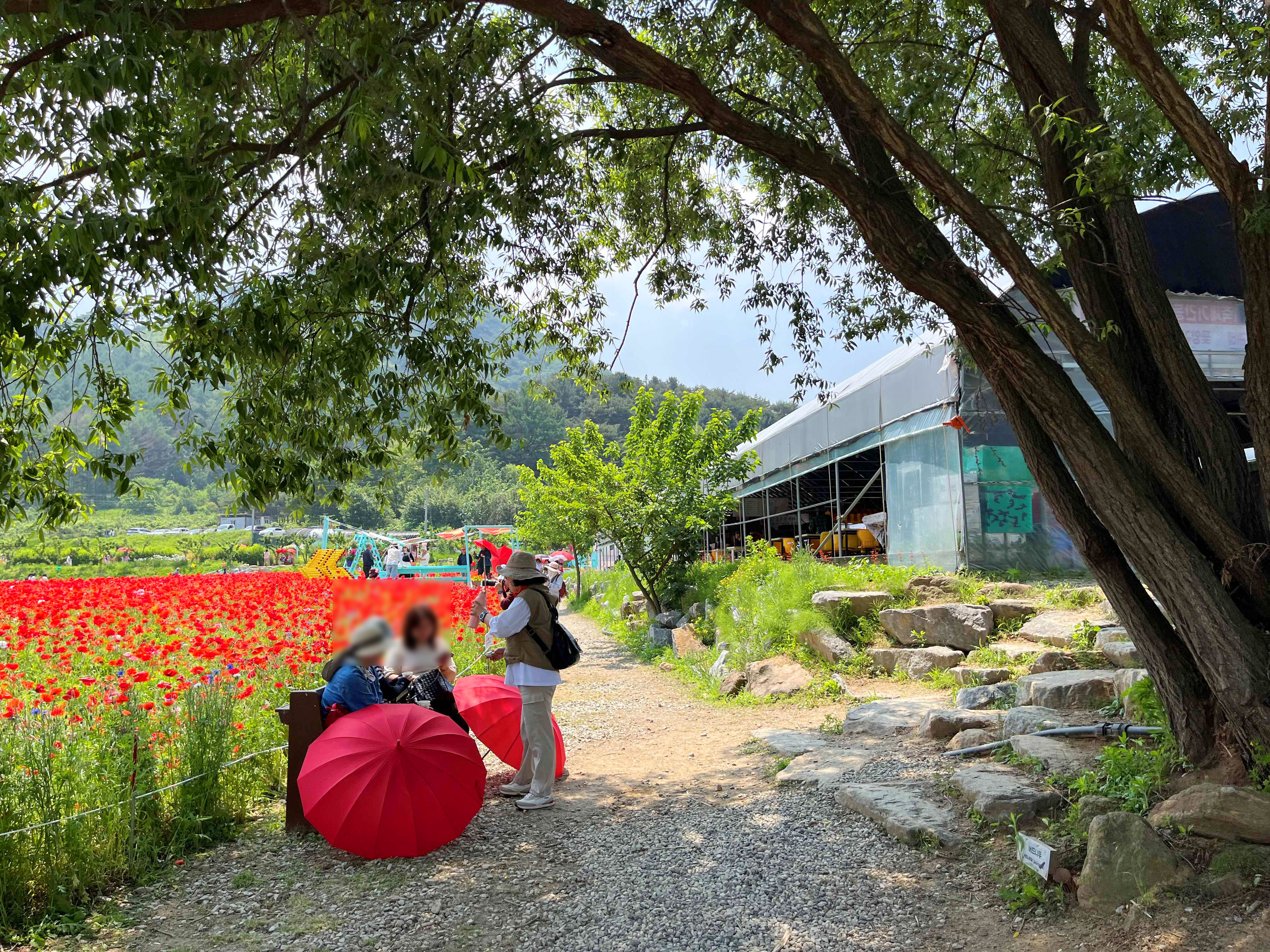 용수골 꽃양귀비 축제