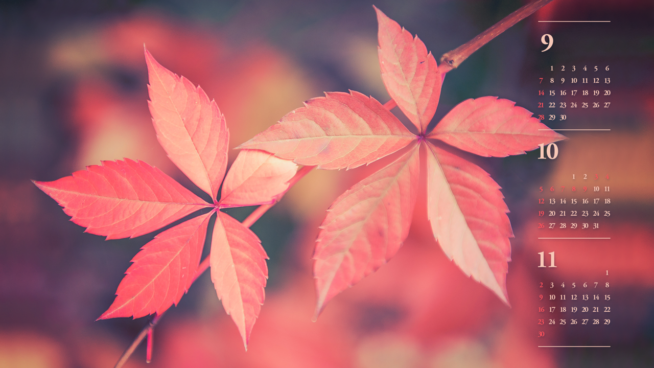 08 단풍잎 B - 2025년10월 노트북배경화면