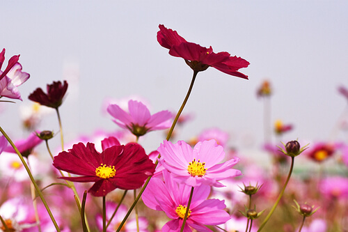 명절지원금-코스모스