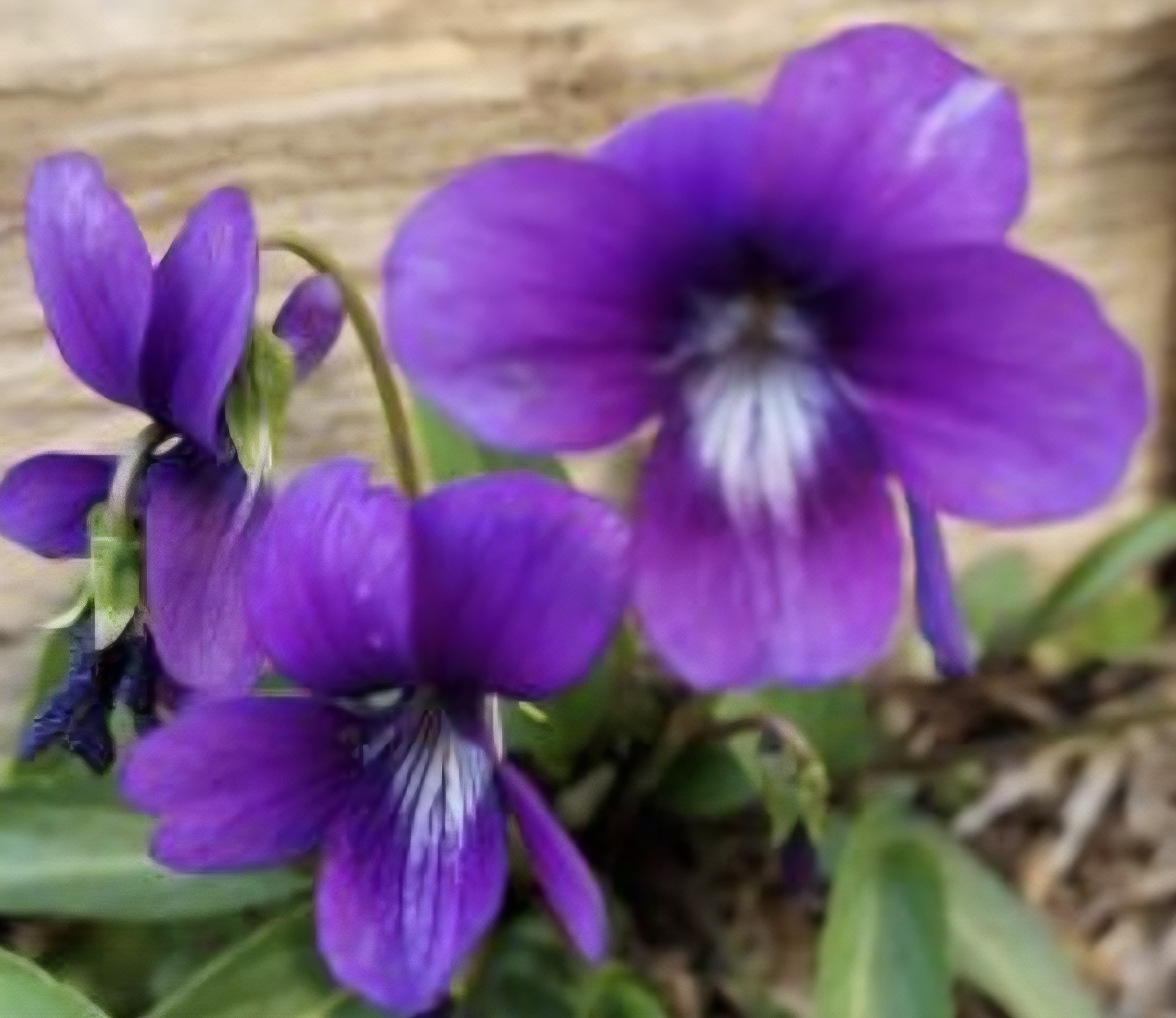 제비꽃 꽃잎의 선명한 보라색 표현