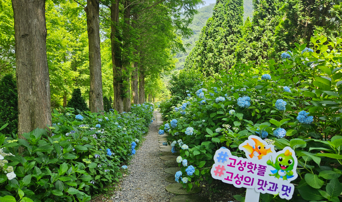 고성 그레이스정원 수국