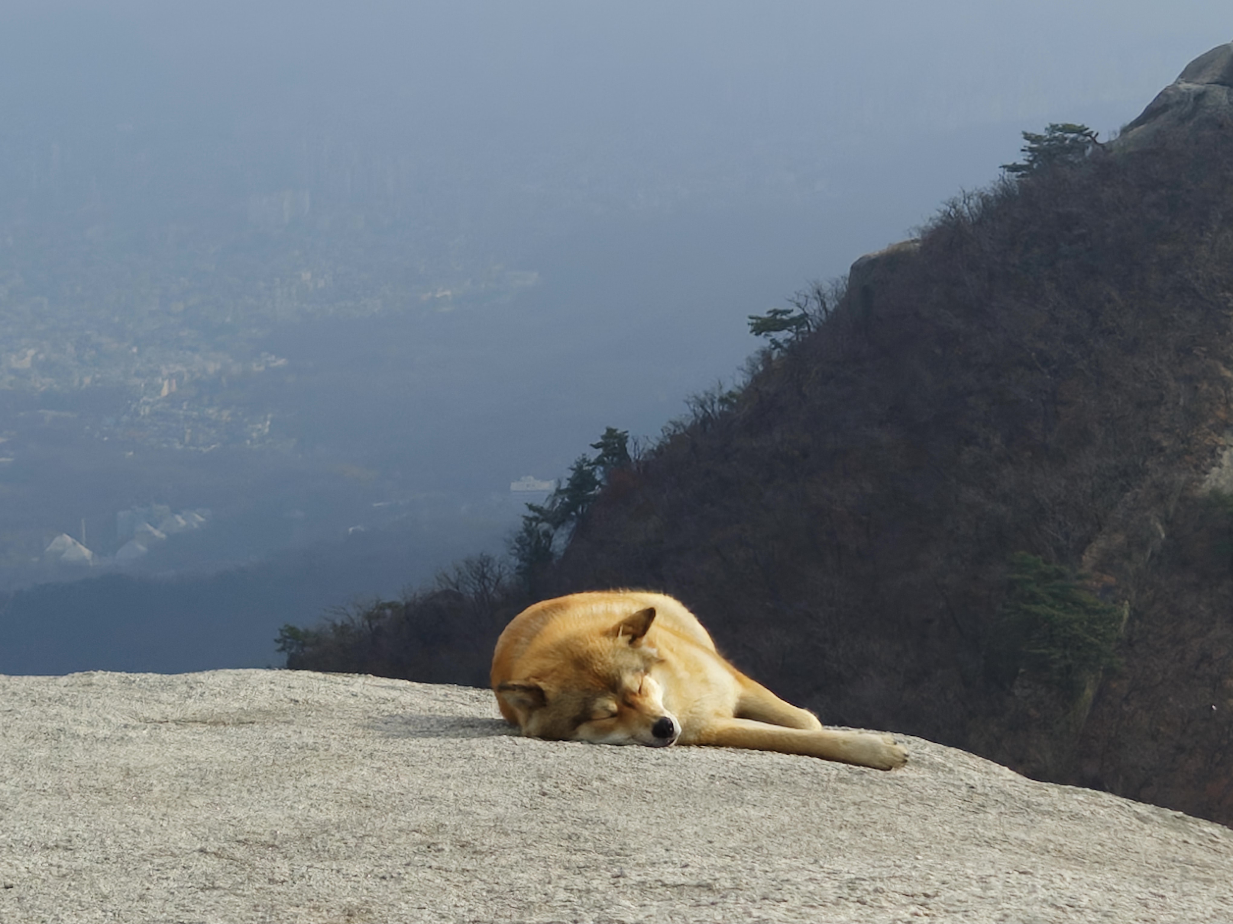 북한산 백운대 정상에 사는 개