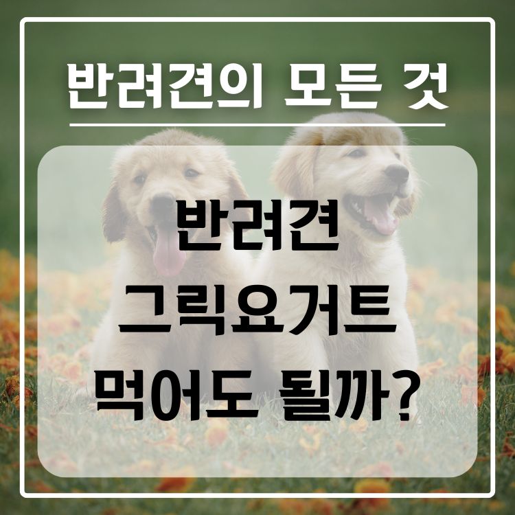 반려견 그릭요거트 급여 가능 여부, 적정량, 주의 사항