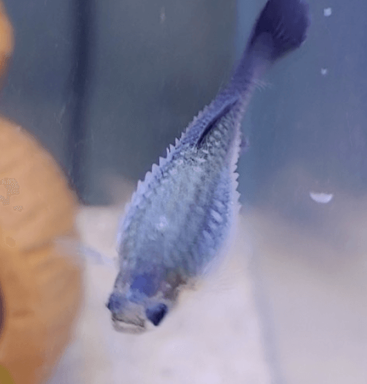 구피 질병 증상(백점병, 마우스펑기, 솔방울병 등)