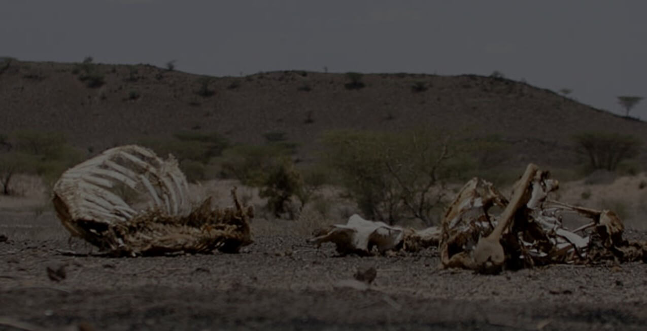 가뭄으로 말라죽은 동물들