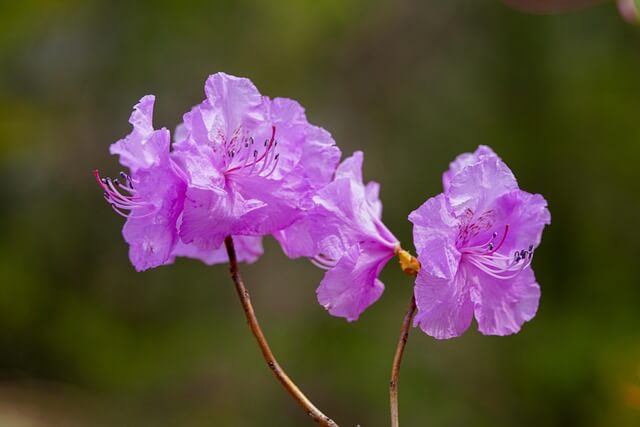 고려산 진달래 축제