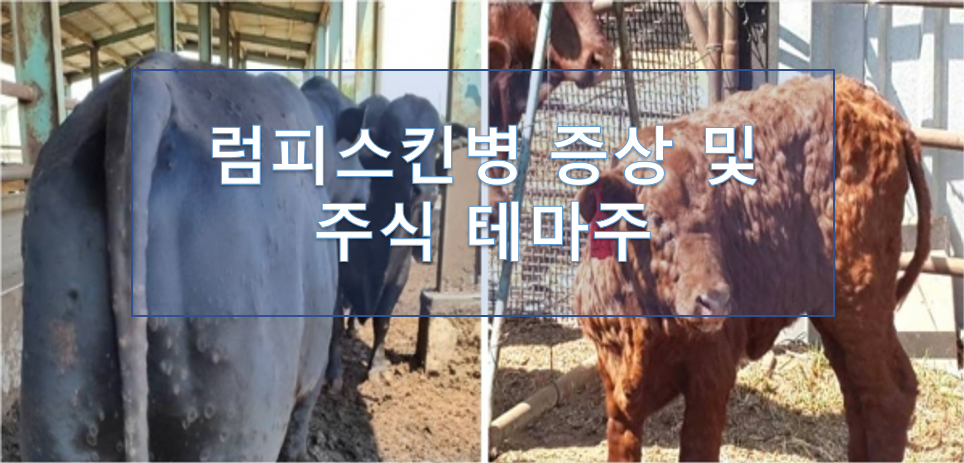 소 바이러스성 질병 럼피스킨병