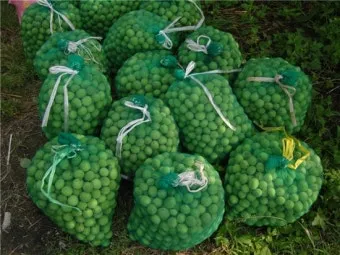 매실 재배 적과 타이밍 병충해 방제 수확 저장_5