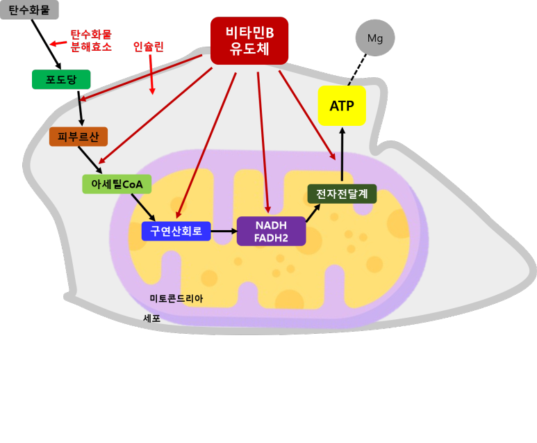 비타민B복합체 에너지 대사