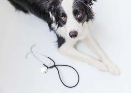 기운이 없는 개.