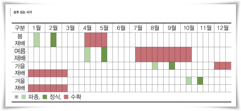 텃밭 "상추 키우기" 초보자도 쉽게 키우는 신선한 쌈 채소 재배의 모든 것!